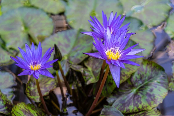 Lírios Aquáticos Violetas Folhas Verdes Água Imagens De Bancos De Imagens