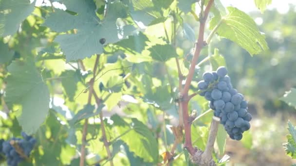 枝にぶどうの実を垂らす。農地で秋の収穫ブドウ。ワイン生産。有機バイオ食品。ワインのプライベートハンドメイドコンセプト。収穫期にブドウを摘む。太陽フレア。4 kビデオ — ストック動画