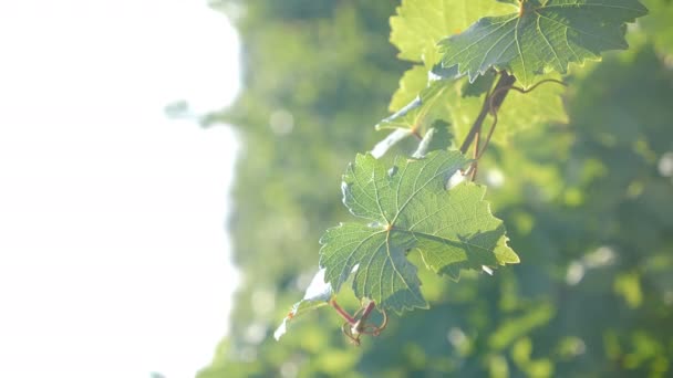 Färska gröna vinblad i höstsolljus. Vne lämnar i vingårdar. Vackra färska druvblad på solig dag. Mogna vindruvor. Vertikal video. Skördetid. Vinproduktion. 4 k video — Stockvideo