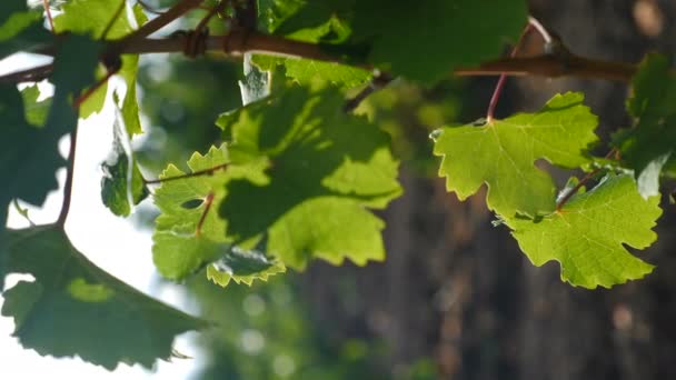 Färska gröna vinblad i höstsolljus. Vne lämnar i vingårdar. Vackra färska druvblad på solig dag. Mogna vindruvor. Vertikal video. Skördetid. Vinproduktion. 4 k video — Stockvideo