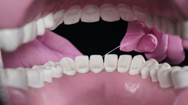 Ukazování nebo výuka na modelu, jak pečovat o zuby s zubní nití. Používání zubních nití. Nitě zuby s leskem na černém pozadí. Zubní hygiena, čištění zubů a prevence zubních kazů. 4 k — Stock video