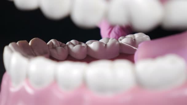 Diş temizleme ipliği. Günlük diş sigortası. Plastik modelde diş ipiyle diş fırçalama. Diş ipiyle temizleme. Diş ipi ve çene modeli kullanarak diş temizlemeyi öğreten bir ortodontist. Ağız Dili — Stok video