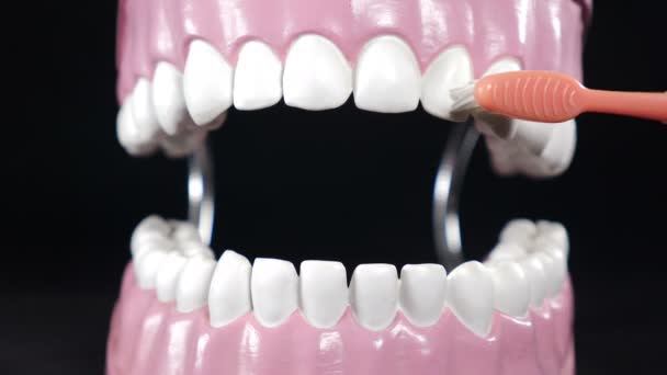 口腔卫生。教授牙科护理。黑色背景的牙刷和下颚模型。牙科医生展示了正确的刷牙方法，手持牙模和牙刷。教导病人正确清洁 — 图库视频影像