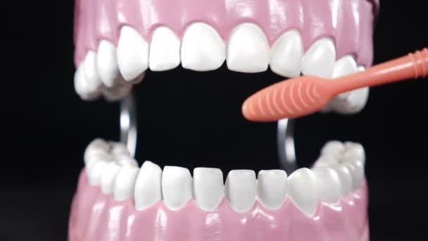 Ortodontista ukazuje, jak čistit zuby pomocí zubního kartáčku a čelisti modelu. Ruce v rukavicích držící kartáč na čištění zubů. detailní záběr. Zubní hygiena. 4 k video — Stock video