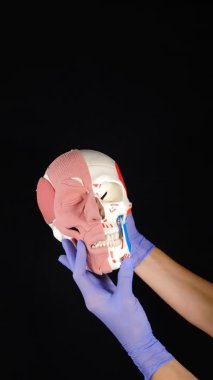 Mavi eldivenli eller siyah arka planda kaslı kafatası modeli tutuyor. Dikey görüntü. Gerçekçi insan kafası anatomisi modeli, çene, yanak, burun. İnsan anatomisi modeli, tıp. İnsan anatomisi