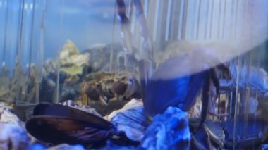 Sea crabs in aquarium at seafood market, close-up. Shop assistant taking out crab with forceps. Small cancer for sale in tank with water in seafood supermarket. Swimming crab in aquarium. 4 k video