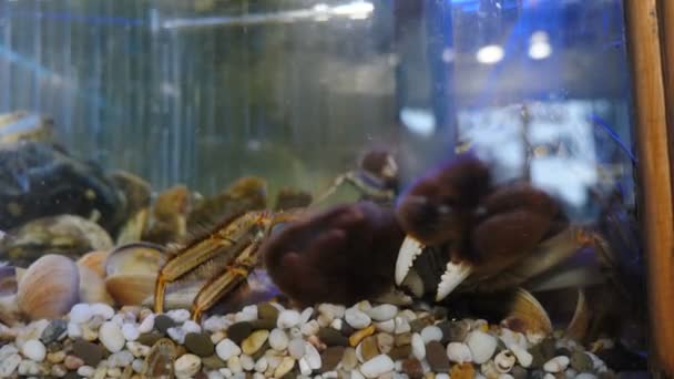 Sea crabs in aquarium at seafood market, close-up. Shop assistant taking out crab with fur claws with forceps. Small cancer for sale in tank with water in seafood supermarket. Swimming crab in — Stock Video