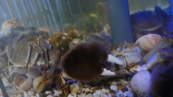 Sea crabs in aquarium at seafood market, close-up. Shop assistant taking out crab with fur claws with forceps. Small cancer for sale in tank with water in seafood supermarket. Swimming crab in — Stockvideo