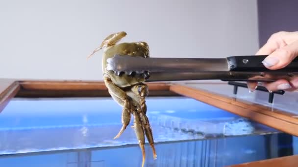 Sea crabs in aquarium at seafood market, close-up. Shop assistant taking out crab with forceps. Small cancer for sale in tank with water in seafood supermarket. Swimming crab in aquarium. 4 k video — Stockvideo