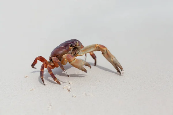 Caranguejo Peludo Perna Montanha Praia Ilha Similan — Fotografia de Stock