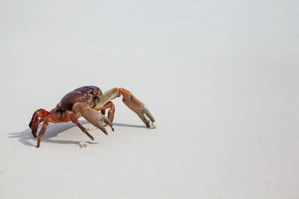 Hairy Leg Mountain Crab Beach Similan Island — Stock Photo, Image