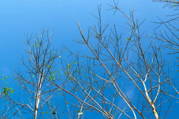 Резиновых Деревьев Против Голубым Цветом Неба — стоковое фото