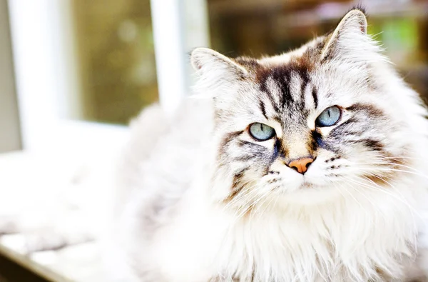 That's a big cat — Stock Photo, Image