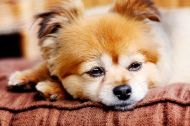 Köpek..