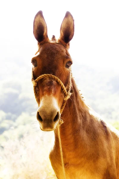 Kuzukulağı at — Stok fotoğraf