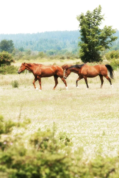 Dva koně na poli — Stock fotografie