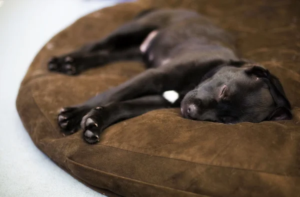 The dog sleeping — Stock Photo, Image