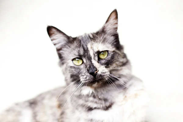 Gorgeous little kitty — Stock Photo, Image