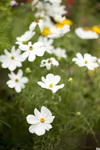 Belles fleurs vivantes Images De Stock Libres De Droits