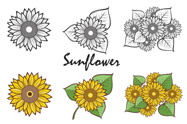 Collection Illustration Flower Sunflower Isolated White Background — 스톡 벡터
