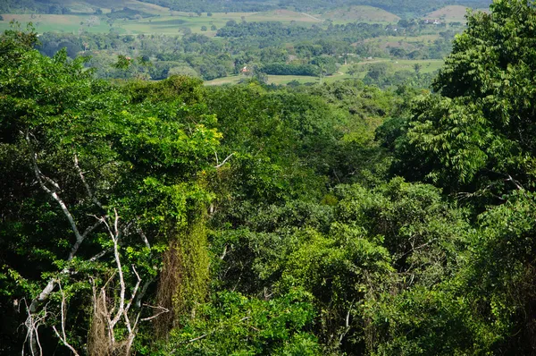 Fundo floresta tropical — Fotografia de Stock