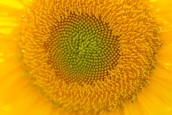 Sunflower Close Up — Stock Photo, Image