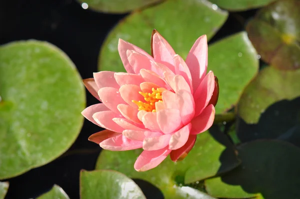 上リリー パッド ピンクの蓮の花 — ストック写真