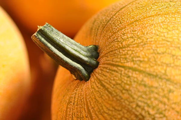 Pumpkin Close Up — Stock Photo, Image