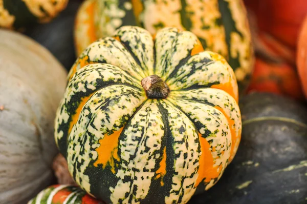 Kürbisse und Kürbis — Stockfoto