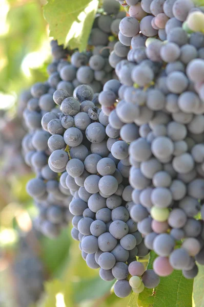 Red Grapes on the Vine — Stock Photo, Image