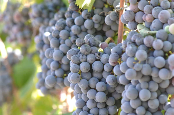 Raisins rouges sur la vigne — Photo