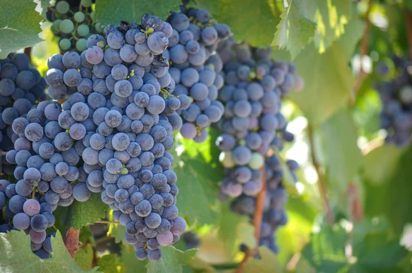 Uvas de vinho tinto na videira — Fotografia de Stock