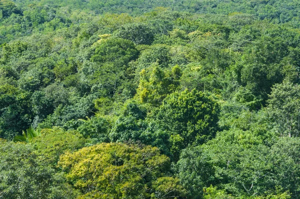 Rain forest background — Stock Photo, Image