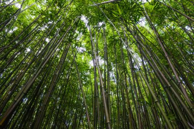 Bambu ormanı