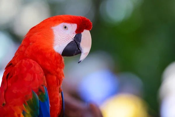 Papagaio-vermelho — Fotografia de Stock