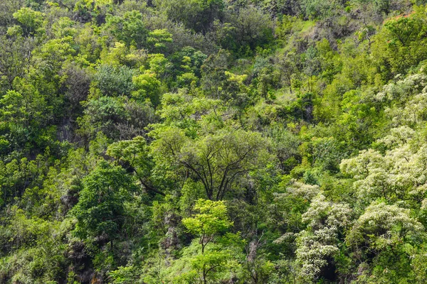 Tropical Rain Forest Background — Stock Photo, Image