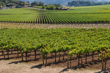Napa valley bağ