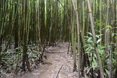 Bambu ormanı maui Hawaii