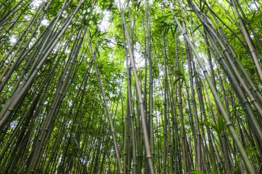 Bambu ormanı maui Hawaii