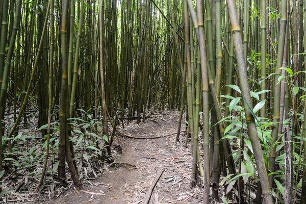 Floresta de bambu em Maui Hawaii — Fotografia de Stock