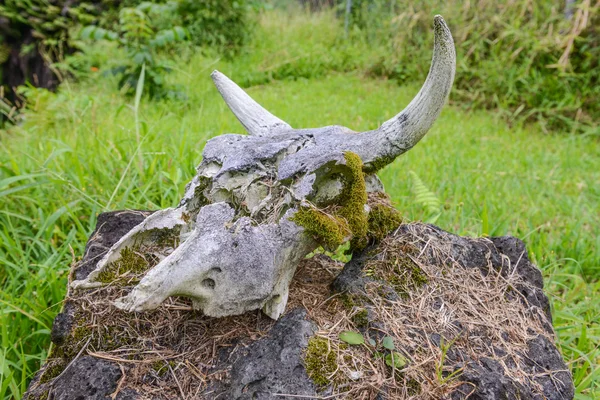 Коров'ячий череп на скелі — стокове фото