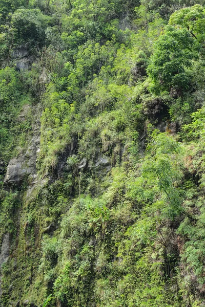 Rain Forest Background — Stock Photo, Image
