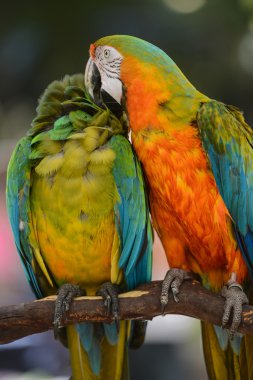 iki renkli macaws