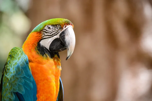 Uccello Arancione e Verde — Foto Stock