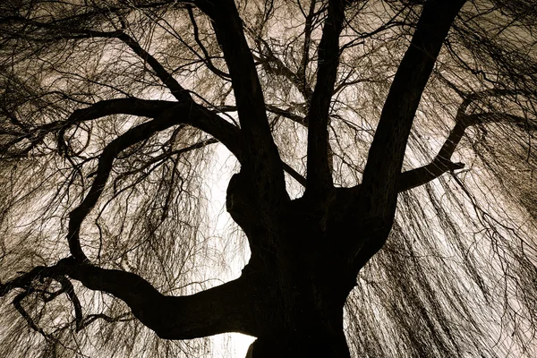 Eng weeping willow tree — Stockfoto