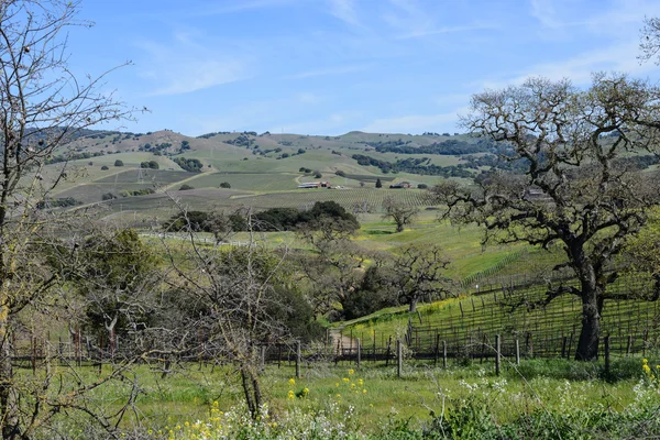 Viñedo de vino en Napa Valley California —  Fotos de Stock