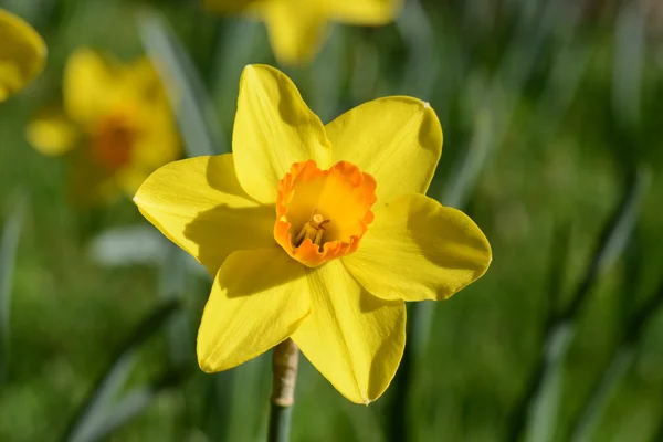 Narcis na jaře — Stock fotografie
