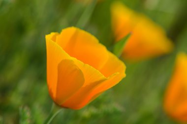 Turuncu California haşhaş makro yakın çekim