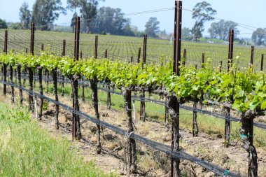 Napa valley california bağ bahar