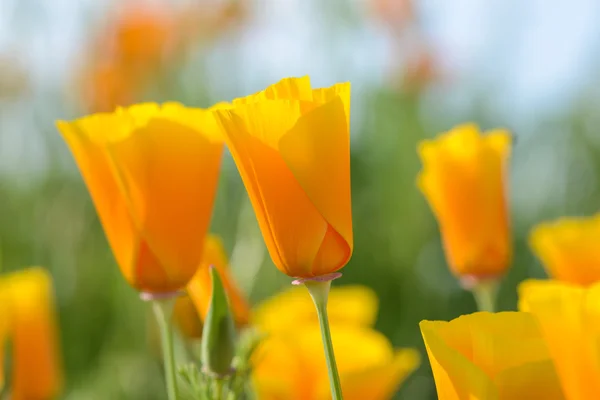 California Poppy Close Up — Stock Photo, Image